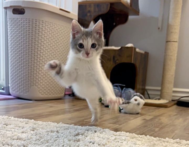 kitten running playing